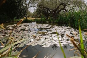 Finca Rústica con Cúpula y Observatorio – 45